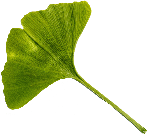 The Ginkgo